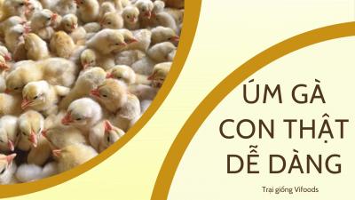 Úm gà con thật dễ dàng!